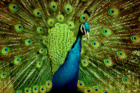 Nature/Wildlife